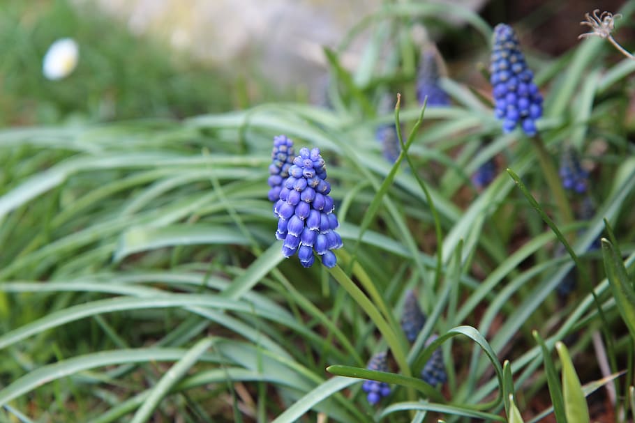 muscari, bulb, blue, spring, flowers, plant, flowering plant HD wallpaper