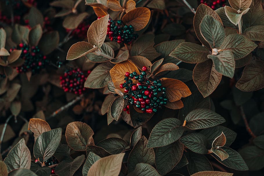 Close Up Photo of Berries, 4k wallpaper, autumn, autumn colors, HD wallpaper