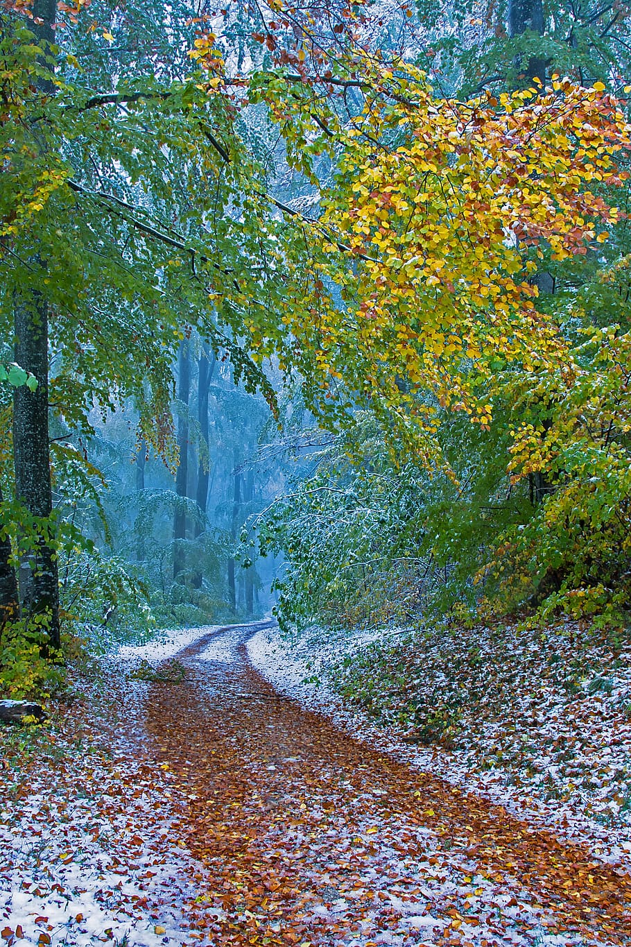 winter blast, leaves, wintry, snowy, snow load, plant, autumn HD wallpaper