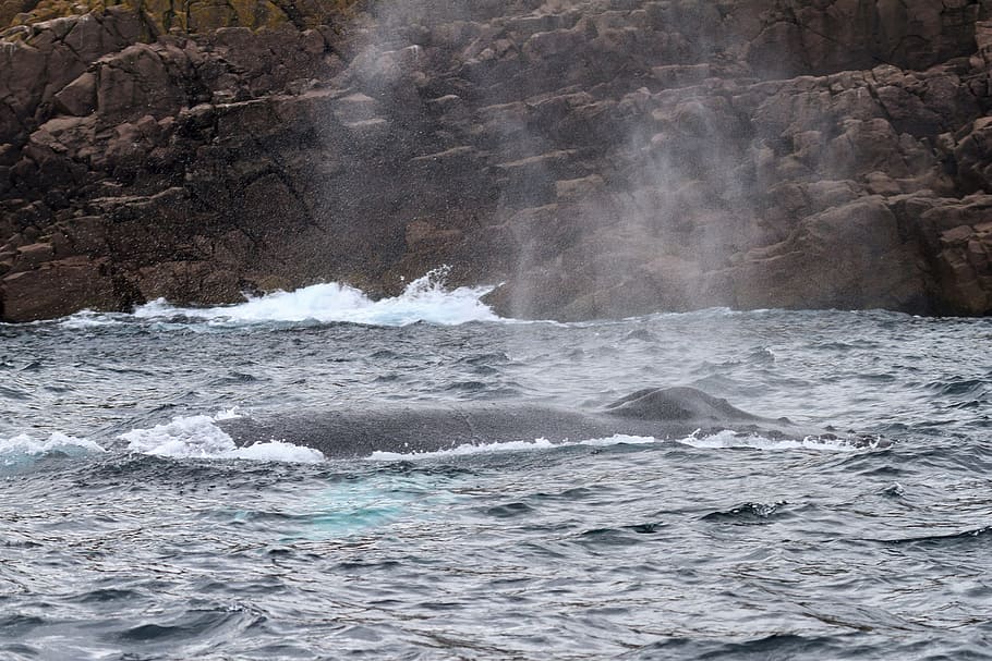 Humpback whale., newfoundland and labrador, canada, ecotourism, HD wallpaper