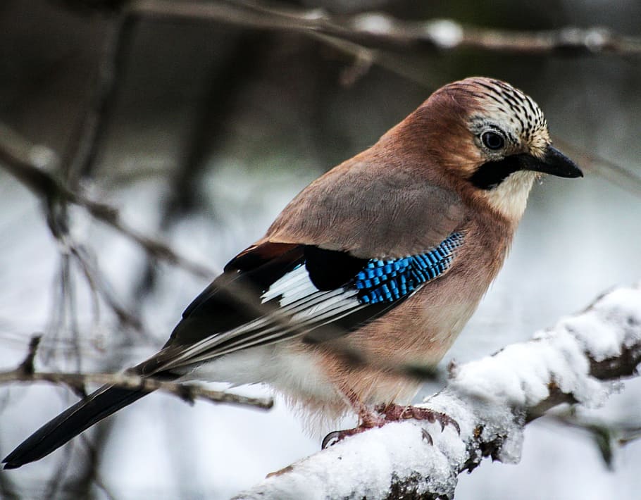 winter, blue, jay, bird, animal, wild, nature, animal wildlife HD wallpaper