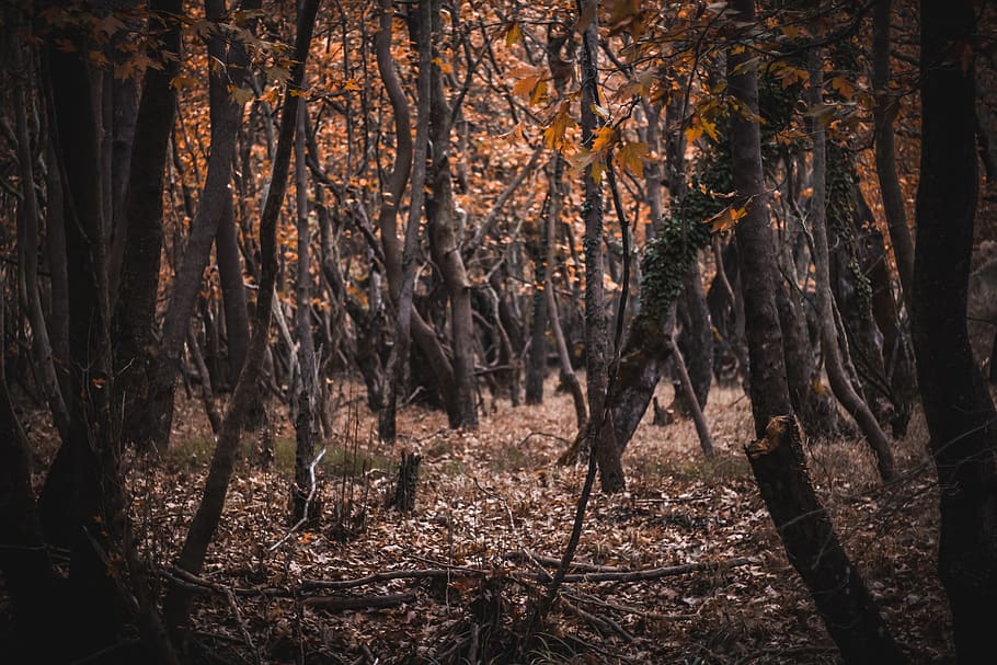 brown leaf trees, plant, tree trunk, ground, vegetation, land HD wallpaper