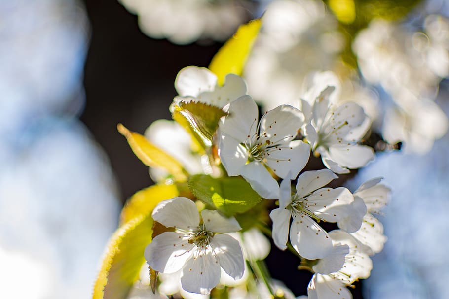 cherry, spring, tree, branch, flowers, white, season, floral HD wallpaper