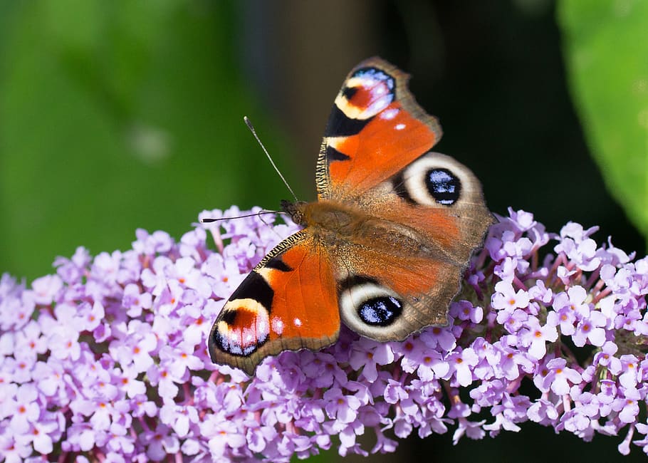 peacock butterfly, buddleia, insects, animal themes, flower