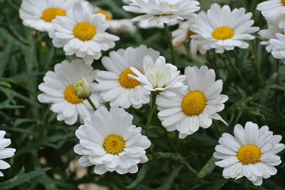 nature, summer, spring, flower, floral, background, garden HD wallpaper
