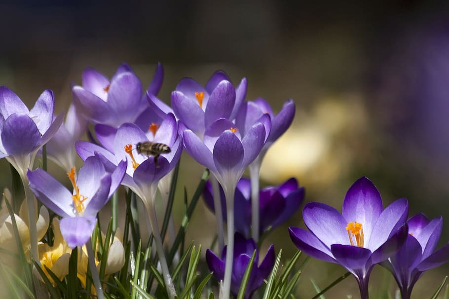 bee, fly, insect, crocus, fresh, flower, nature, fragrance HD wallpaper