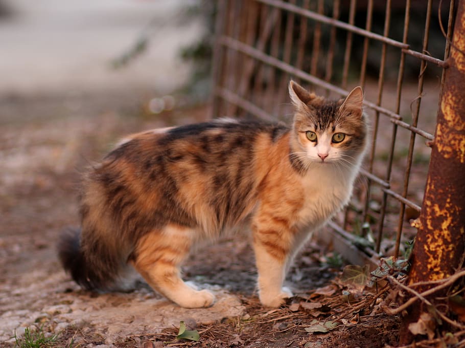 cat, coloring, pet, about, domestic, pets, mammal, domestic animals HD wallpaper