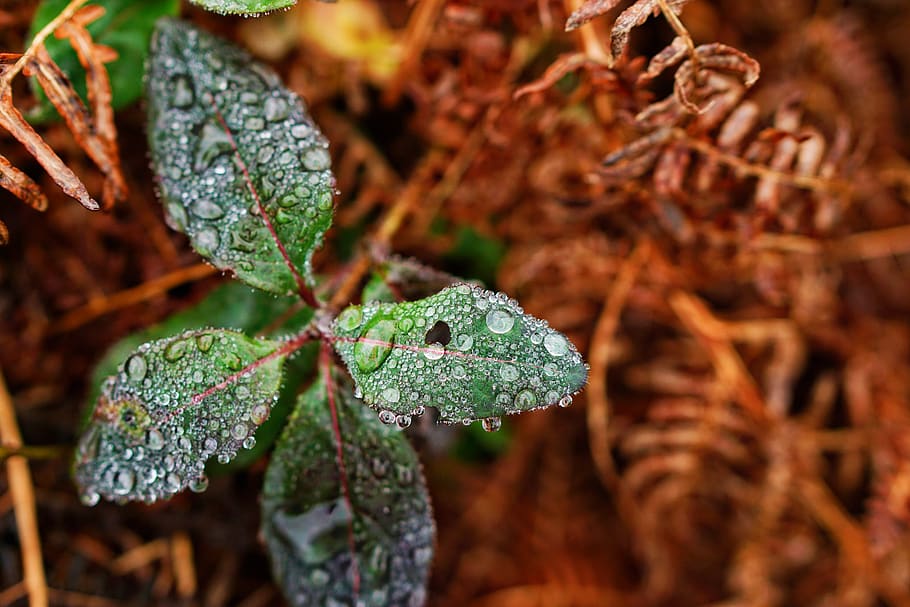 france, trébeurden, pointe de bihit, macro, winter, green HD wallpaper