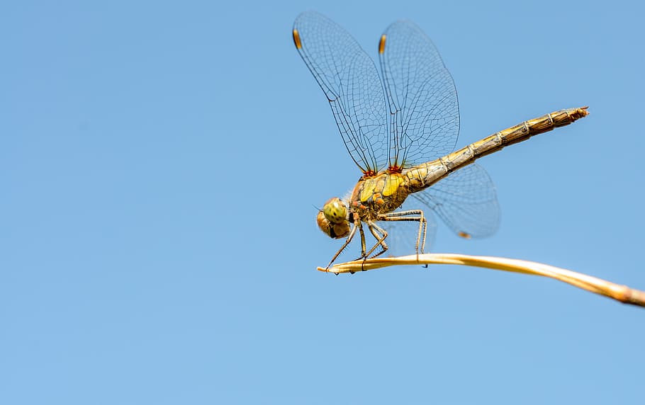 dragonfly, summer, macro, insect, wings, closeup, small, bright HD wallpaper
