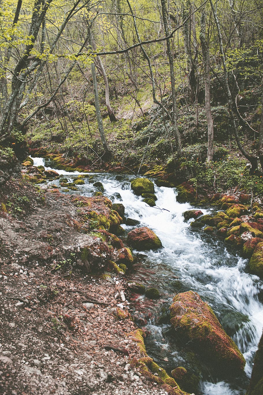 river, tree, forest, water, plant, flowing water, beauty in nature HD wallpaper
