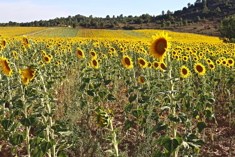 sunflower, summer, plant, yellow, beauty in nature, flowering plant HD wallpaper