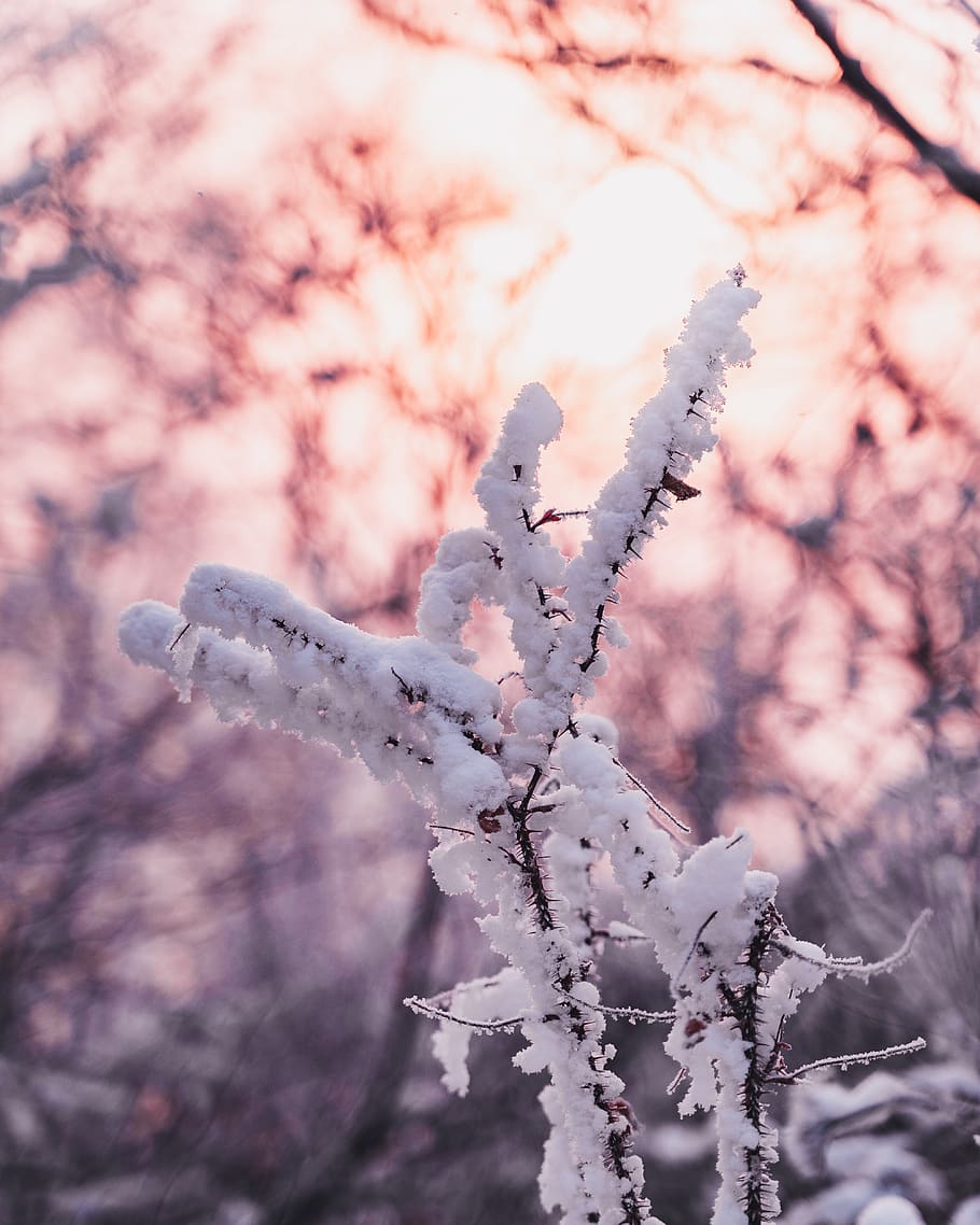 icy branches, nature, outdoors, ice, snow, frost, plant, flower, HD wallpaper