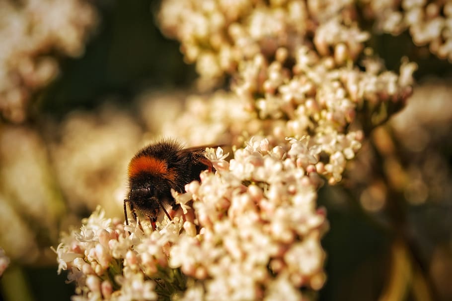 hummel, insect, close up, macro, garden, season, blüren, pollen HD wallpaper