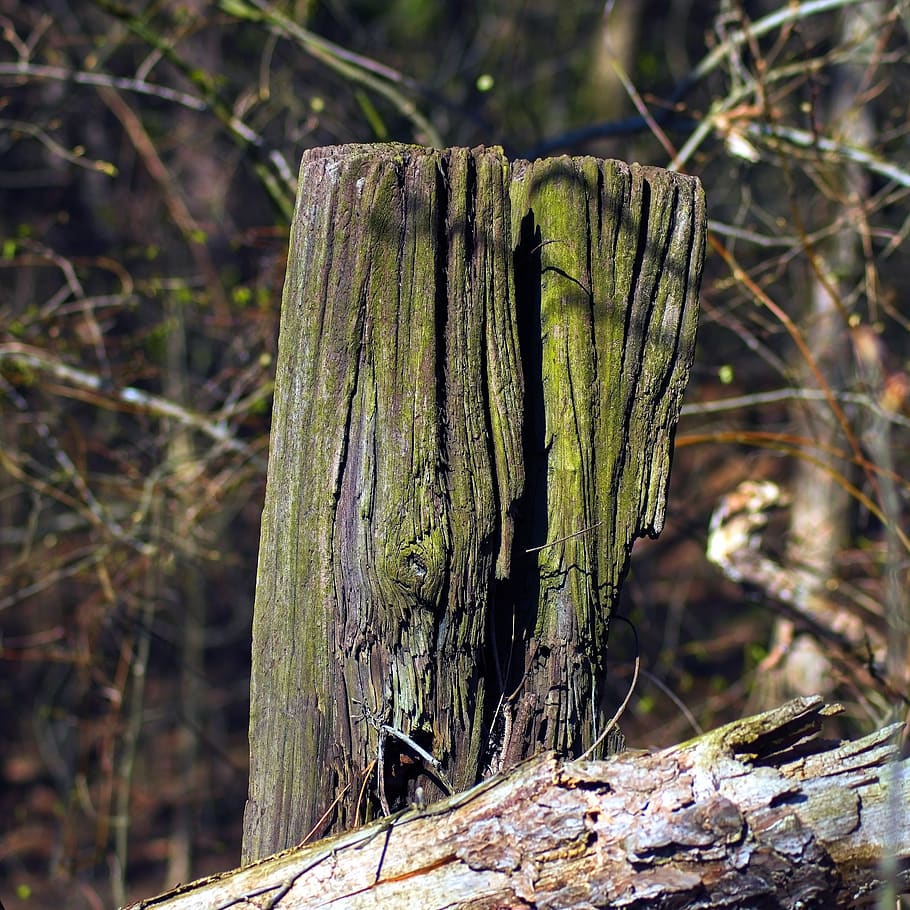 HD wallpaper: old post, fence, wood, pillars, decay, weathered ...