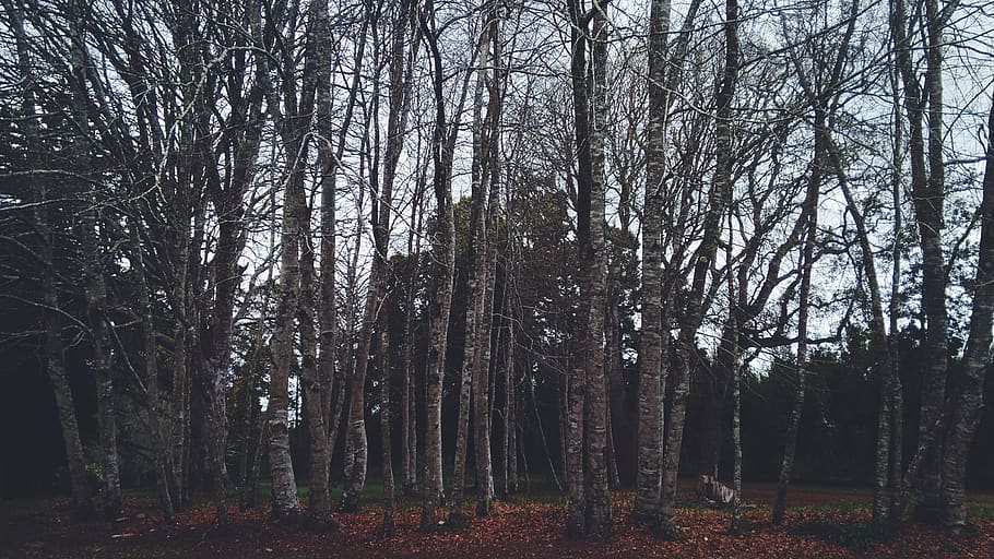 forest under clear skies, tree, plant, land, trunk, tree trunk HD wallpaper