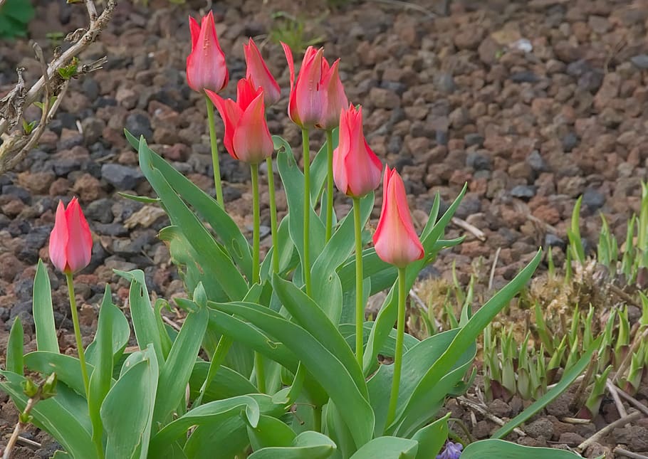 mini tulips, red, spring, blossom, bloom, close up, growth HD wallpaper
