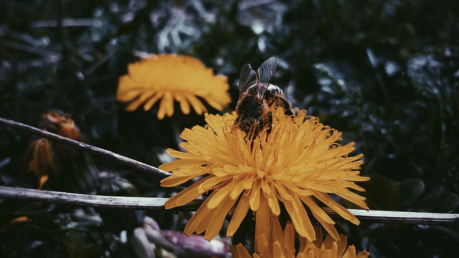 flower, dandelion, yellow, grass, nature, plants, bee, flowering plant HD wallpaper