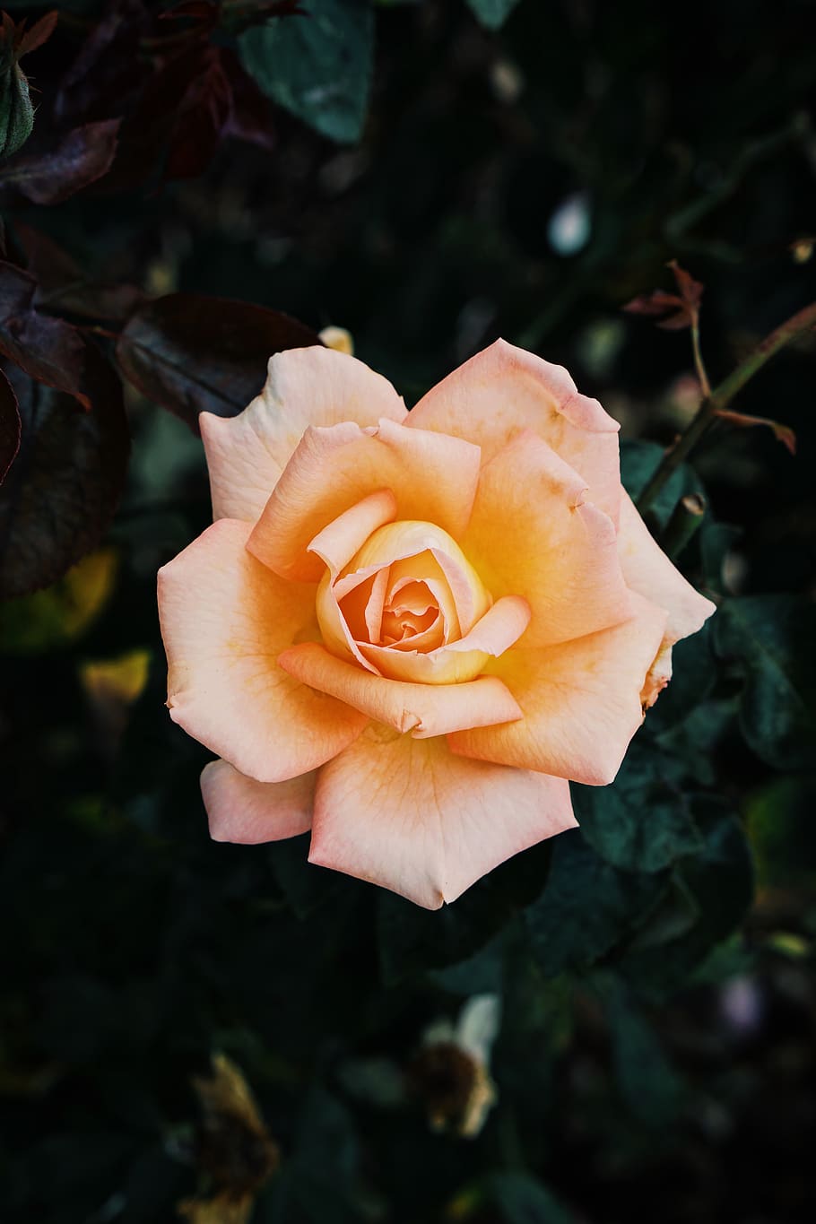 pink petaled flower, flowering plant, vulnerability, beauty in nature HD wallpaper