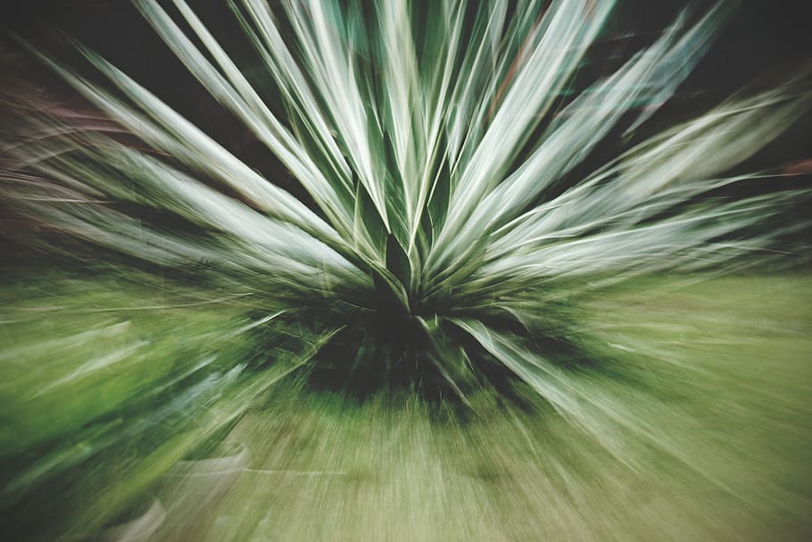 plant, zoom, abstract, creative, motion, green, spike, growth, HD wallpaper