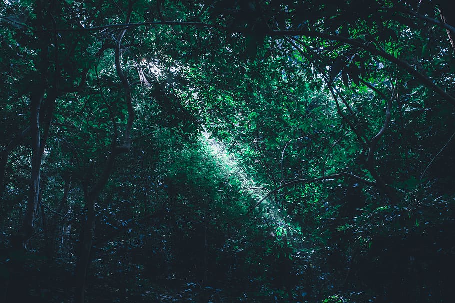 Green Leafed Plants, environment, forest, trees, woods, land HD wallpaper