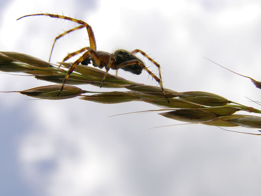 spider, macro, insect, nature, close up, arachnid, leaf, plant part HD wallpaper