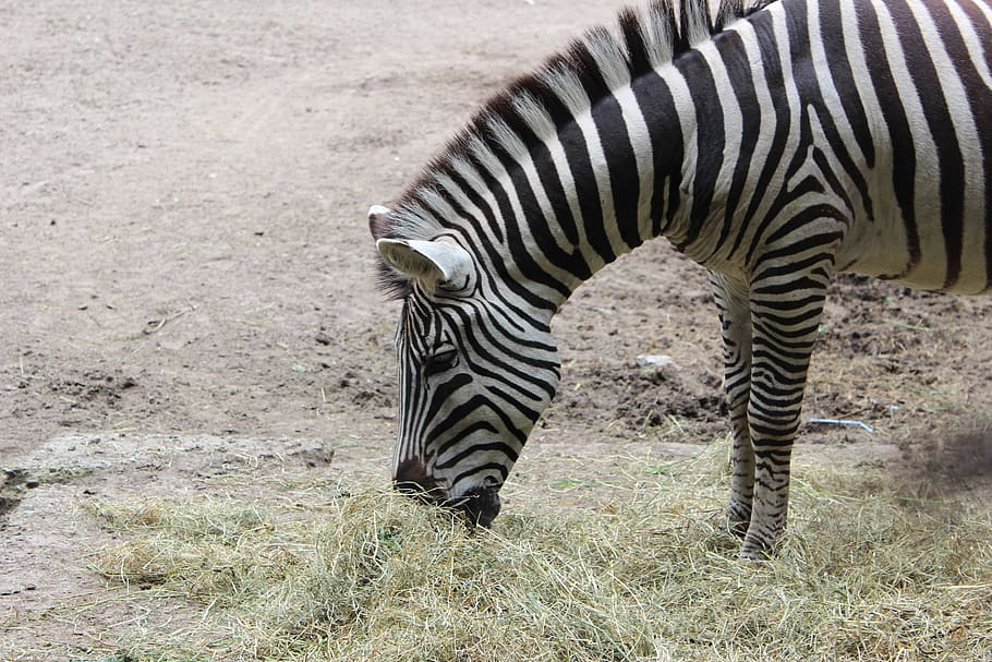 zebra, zoo, black, white, striped, crosswalk, wild animal, safari HD wallpaper