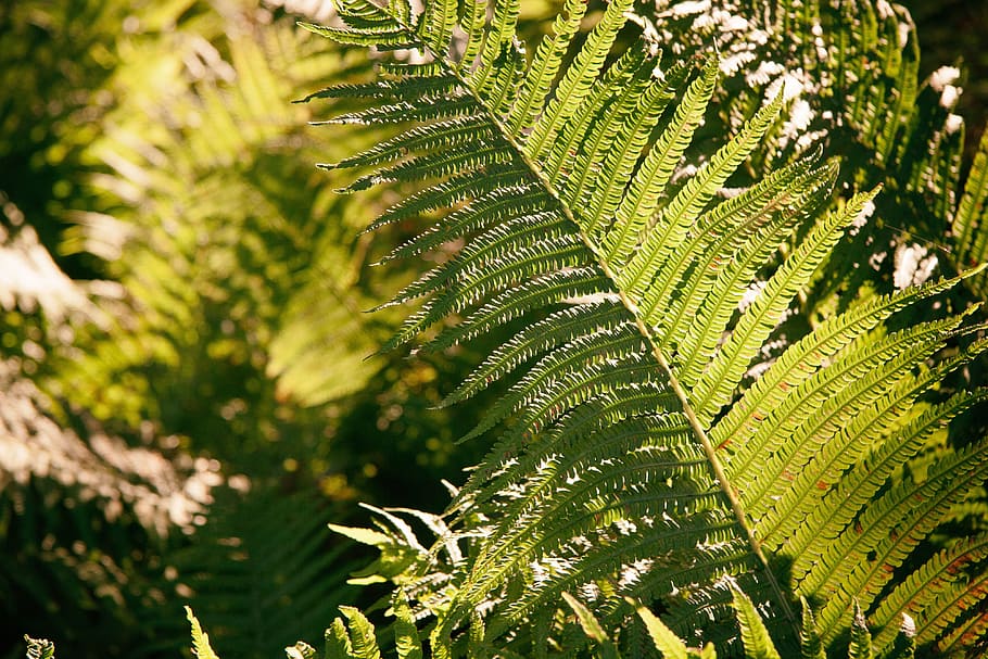 Fern, background, climate, dense, destination, environment, exploration HD wallpaper