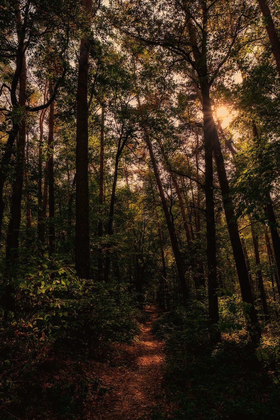 forest, trees, away, hiking, trail, travel, target, sun, light HD wallpaper
