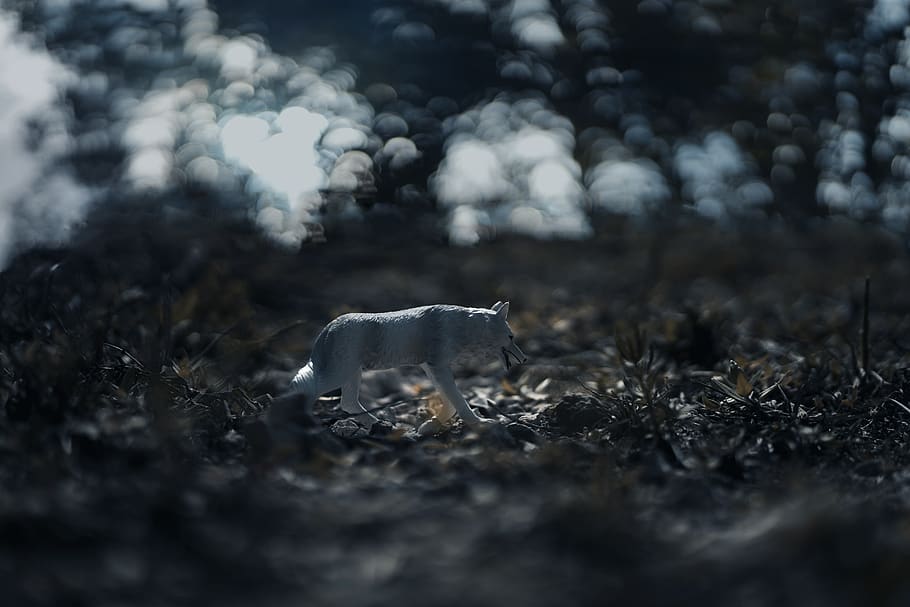 toy, wolf, toywolf, bokeh, dark, cool, animal, animal themes HD wallpaper