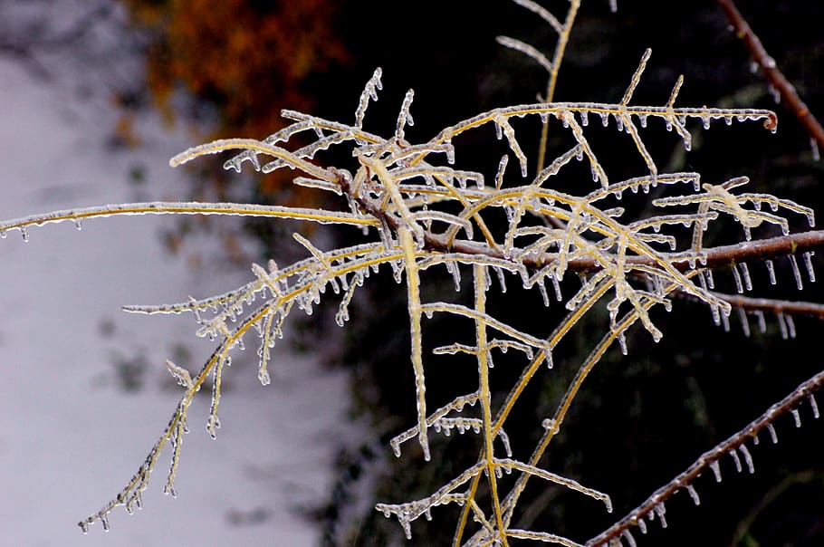 nature, ice, cold, winter, plant, cold temperature, snow, focus on foreground HD wallpaper