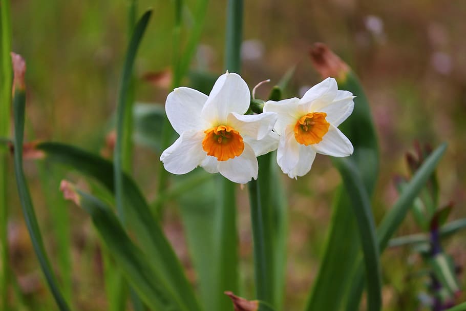 daffodils, pair, white, spring flowers, narcissus pseudonarcissus HD wallpaper