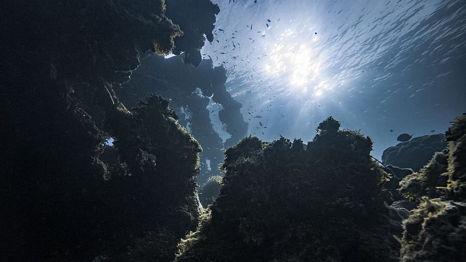 under water view, nature, sky, low angle view, beauty in nature HD wallpaper
