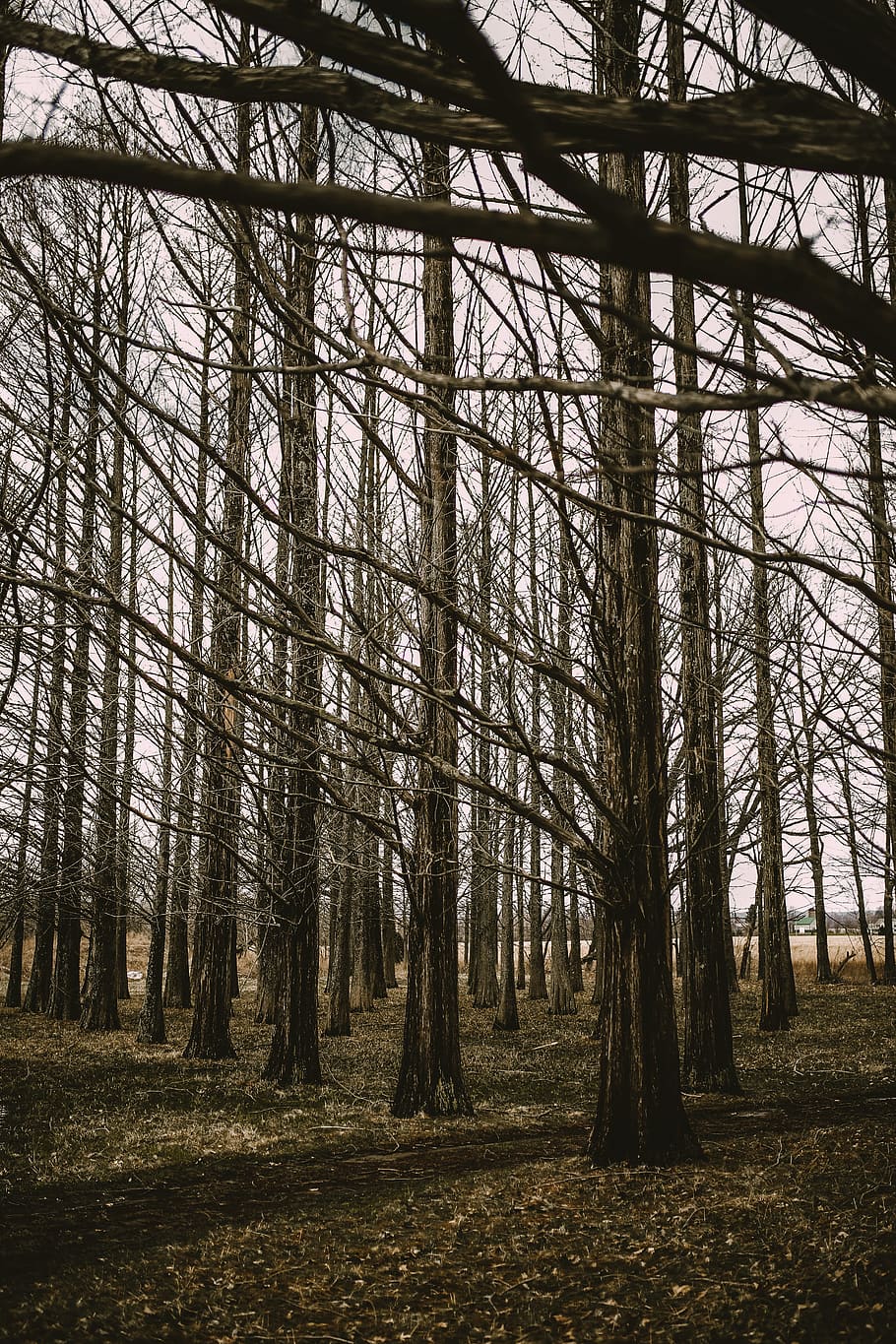 tree, plant, tree trunk, forest, vegetation, path, trail, outdoors HD wallpaper