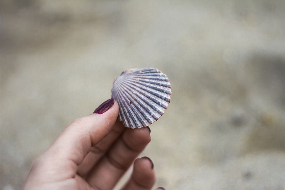 person holding gray seashell, human hand, human body part, one person HD wallpaper
