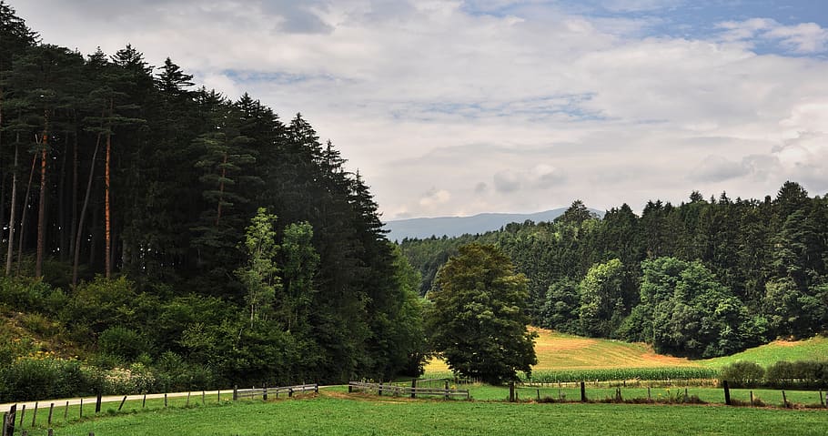 Forest meadows