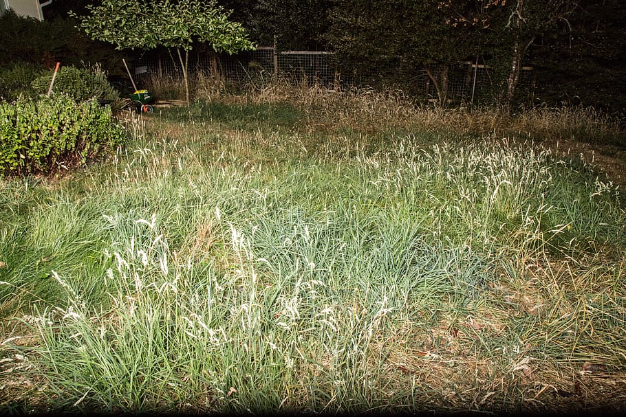 field, night, backyard, trees, grass, plant, growth, land, nature HD wallpaper