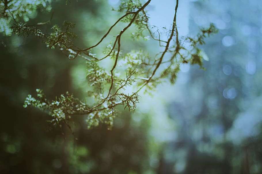 close-up green leafed plant, tree, beauty in nature, tranquility HD wallpaper