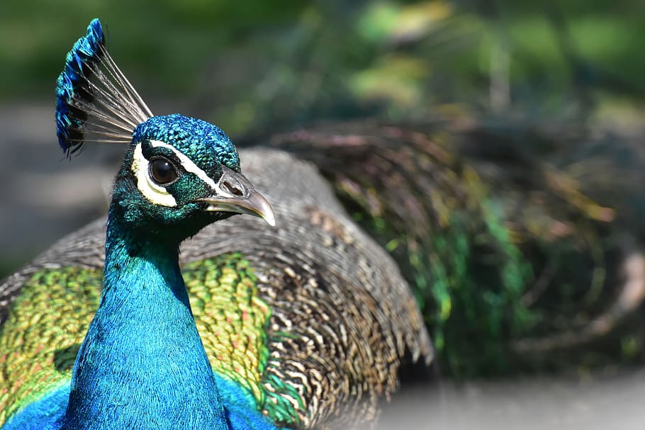 peacock, bird, poultry, feather, bill, nature, pride, beautiful HD wallpaper