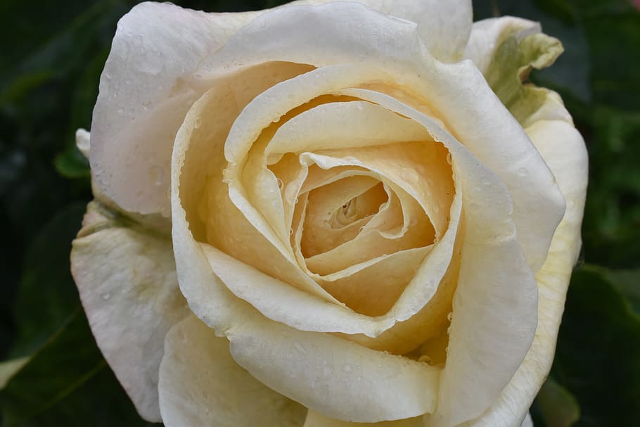 rose, large, rain, drops, water, macro, nature, wet, color HD wallpaper