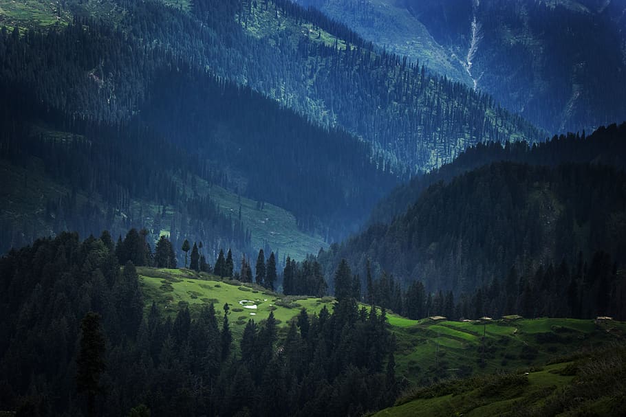 jungle, woods, forest, meadows, village, pakistan, tree, plant HD wallpaper