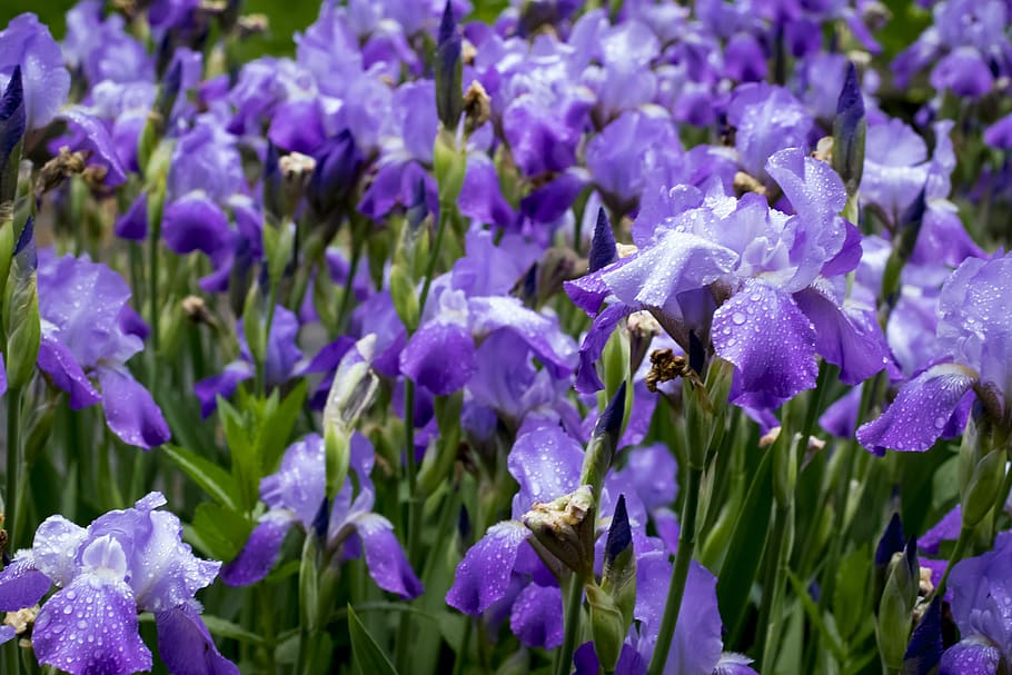 iris, rain, grass, spring, shower, may, flowers, rainy, purple HD wallpaper