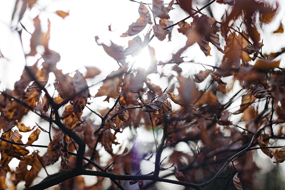 united kingdom, coven, dead, spring, leaves, sun, nature, forest HD wallpaper