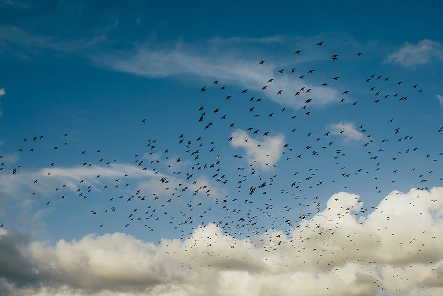 flock, birds, flying, clouds, blue, sky, animals in the wild HD wallpaper