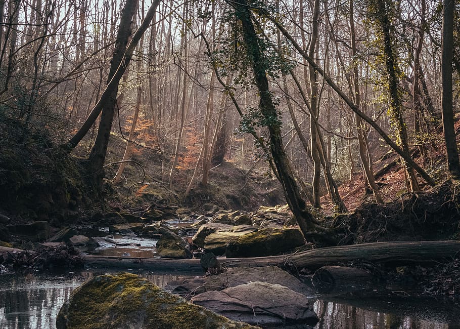 water, nature, outdoors, stream, land, creek, wood, plant, forest, HD wallpaper