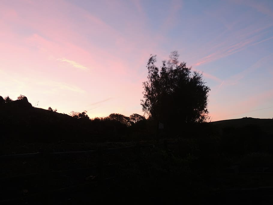united kingdom, ramsbottom, tree, dawn, sky, countryside, sunset HD wallpaper