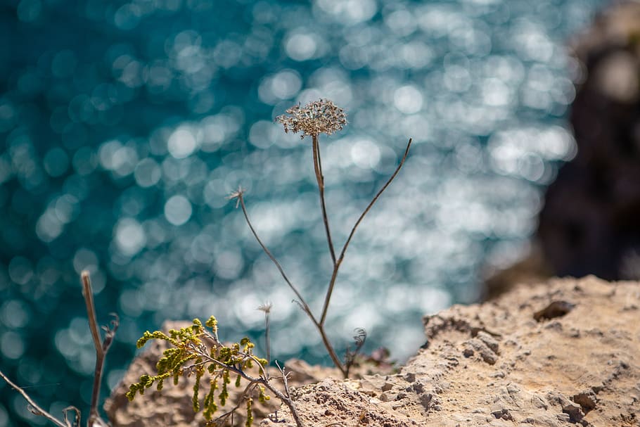 plant, flower, blossom, apiaceae, dandelion, ground, poppy, HD wallpaper