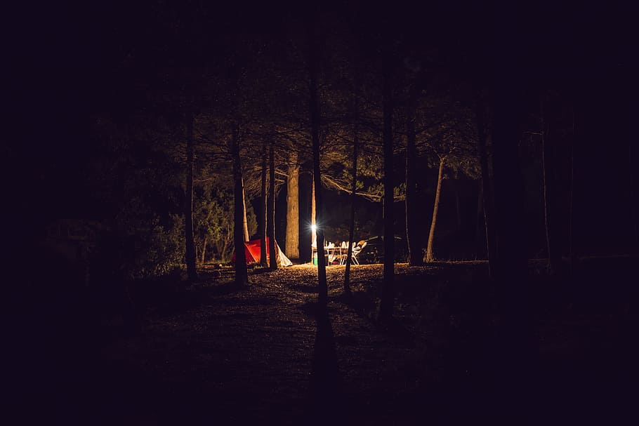 red camping tent under trees at night time, forest, woodland