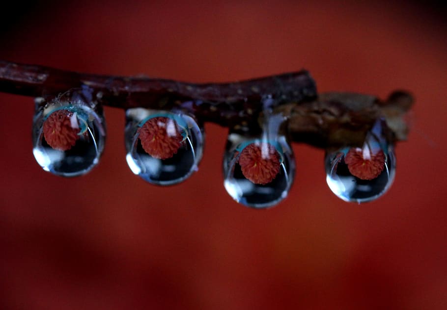 drops, wet, dew, plant, water, macro, no people, animal themes HD wallpaper