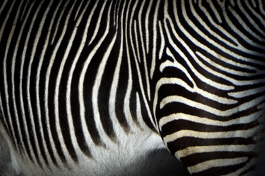 black and white zebra, animal, wildlife, mammal, u.k., winchester HD wallpaper