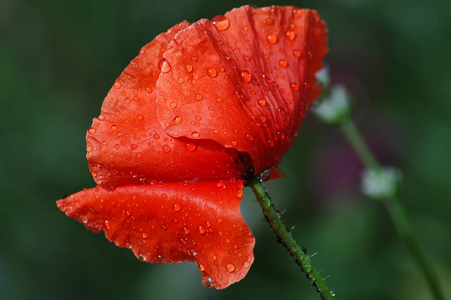 nature, flower, flora, leaf, outdoors, summer, garden, wet HD wallpaper